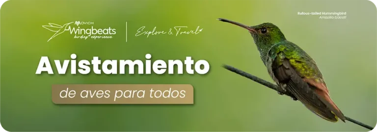 BANNER CTG